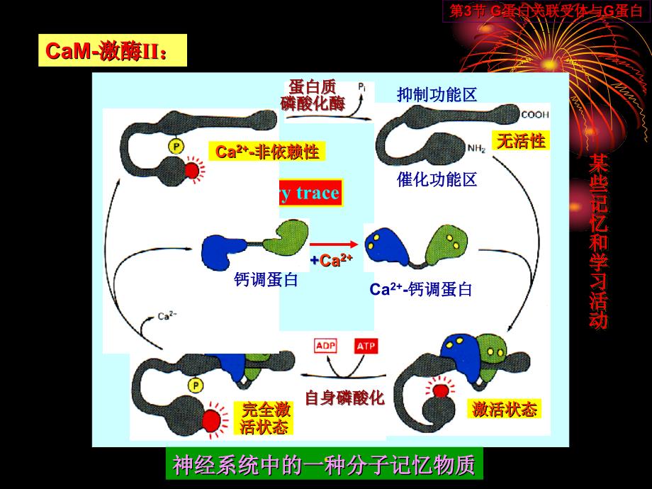 中国海洋大学细胞生物学14细胞信号传递_第1页