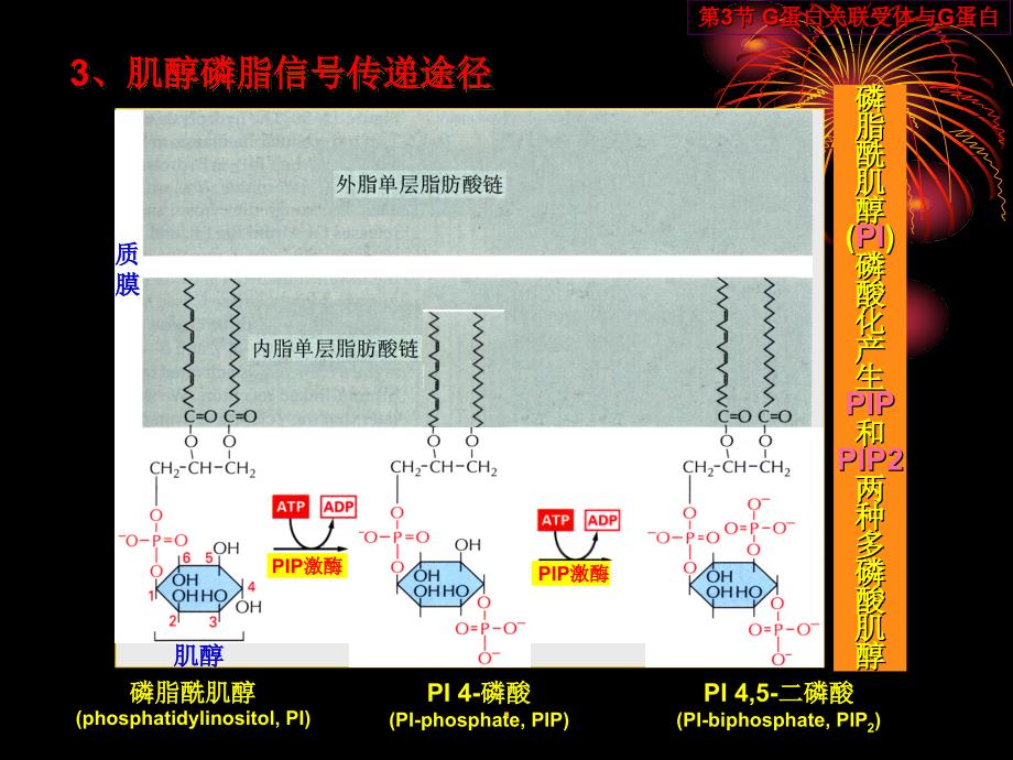 中国海洋大学细胞生物学14细胞信号传递_第3页