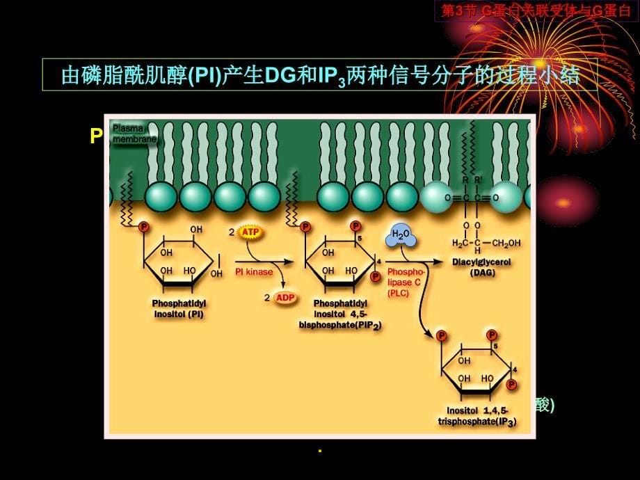 中国海洋大学细胞生物学14细胞信号传递_第5页