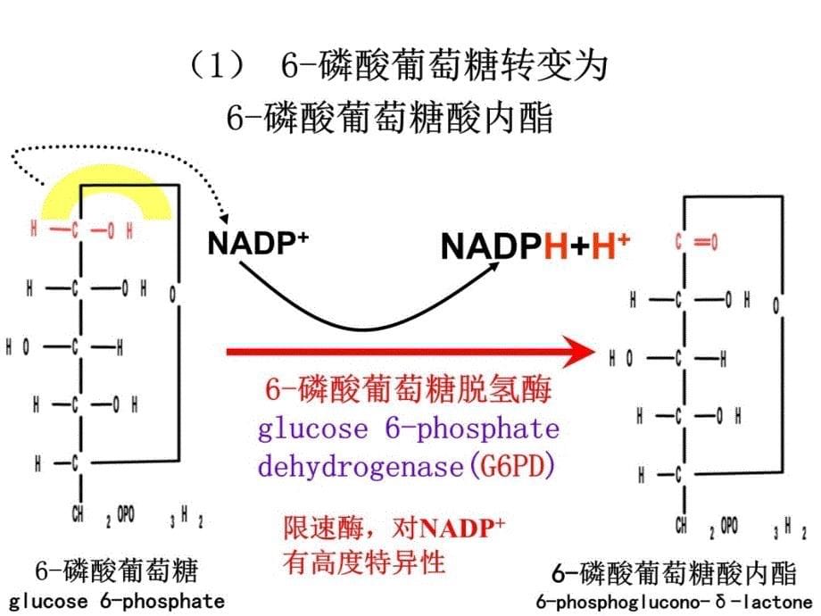 磷酸戊糖途径 糖异生及糖原合成培训讲学_第5页