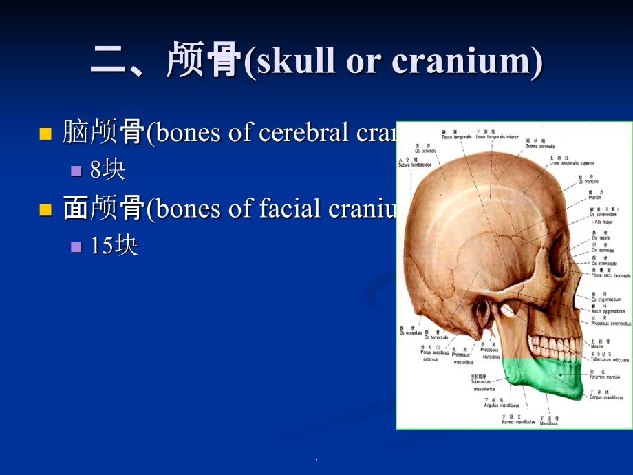 二、颅骨(分离颅骨)ppt课件_第1页