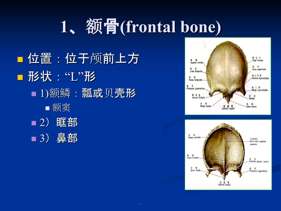 二、颅骨(分离颅骨)ppt课件_第3页