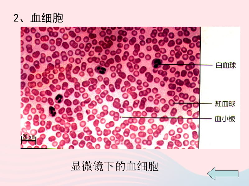 人教江苏省一中七年级生物下册4.4.1流动的组织血液课件271_第4页