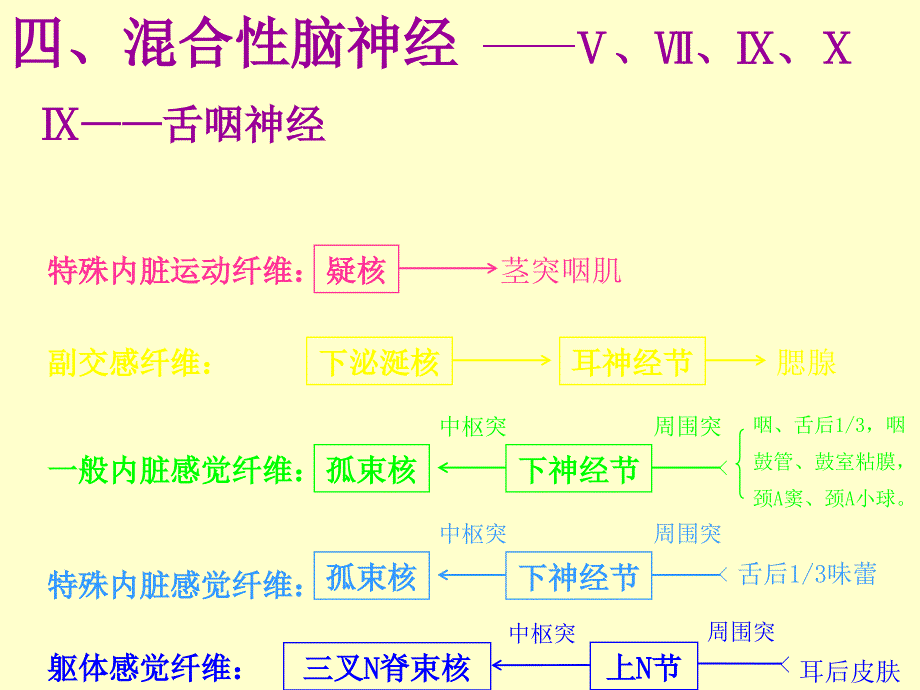 脑神经(本-5)-2培训教材_第1页