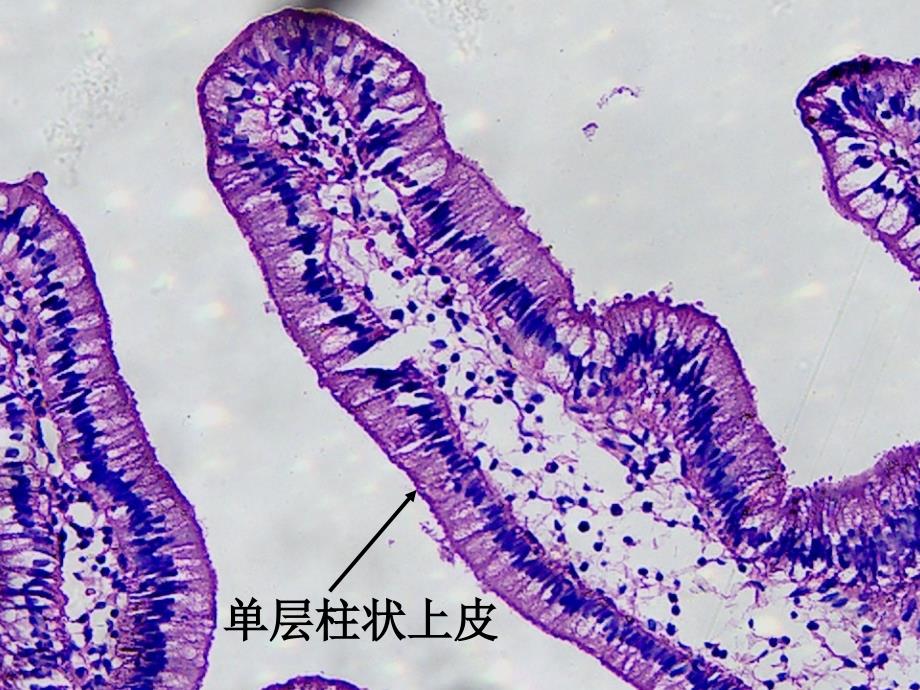 本科实验无皮肤无眼复习教程教案_第1页