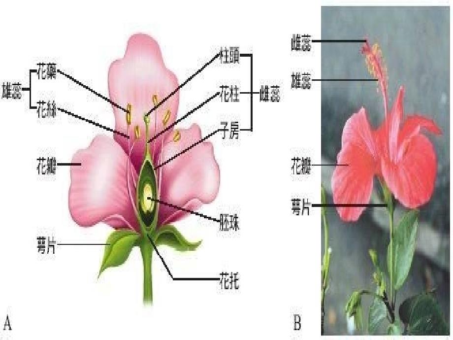 人教版必修2第一章第一节孟德尔的豌豆杂交实验_第3页