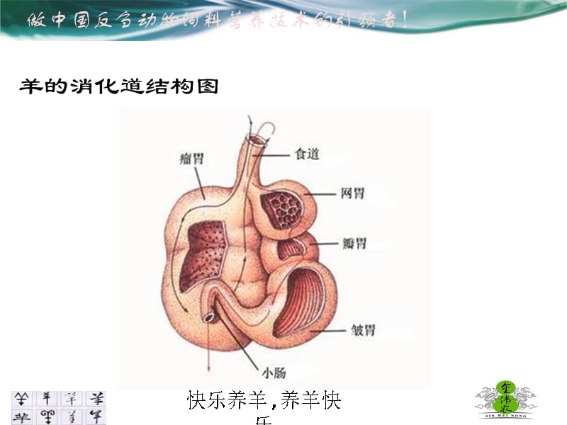 羊的消化特点_第2页