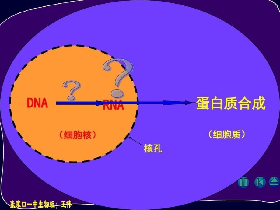 高考生物第四章基因的表达4.1基因指导蛋白质的合成课件新人教版必修2_第5页