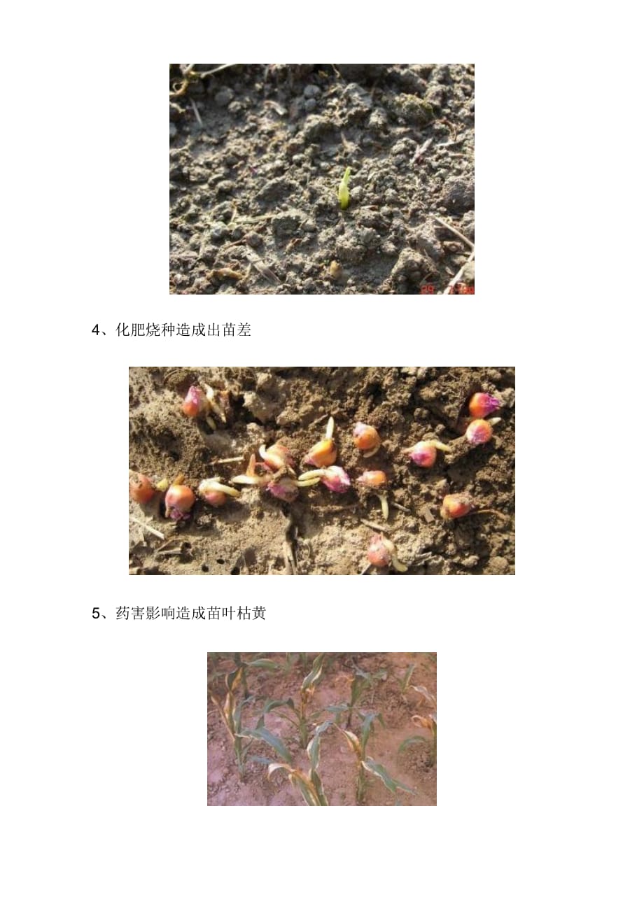 企业风险管理玉米单粒播种的主要风险因素分析_第4页