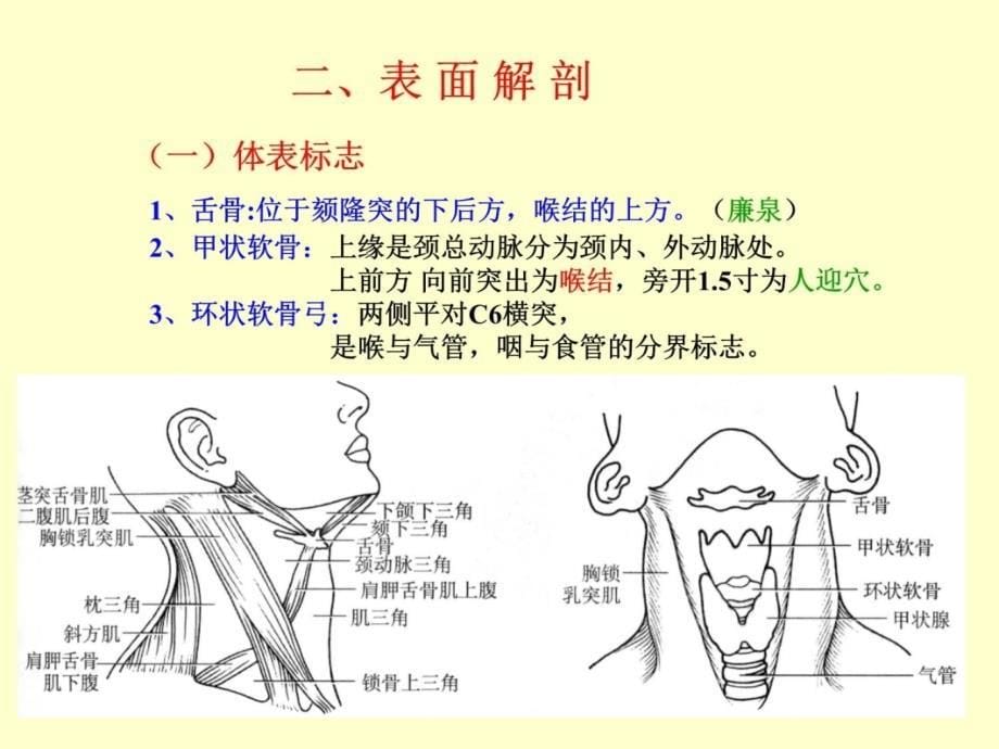 颈部精细解剖知识讲解_第5页