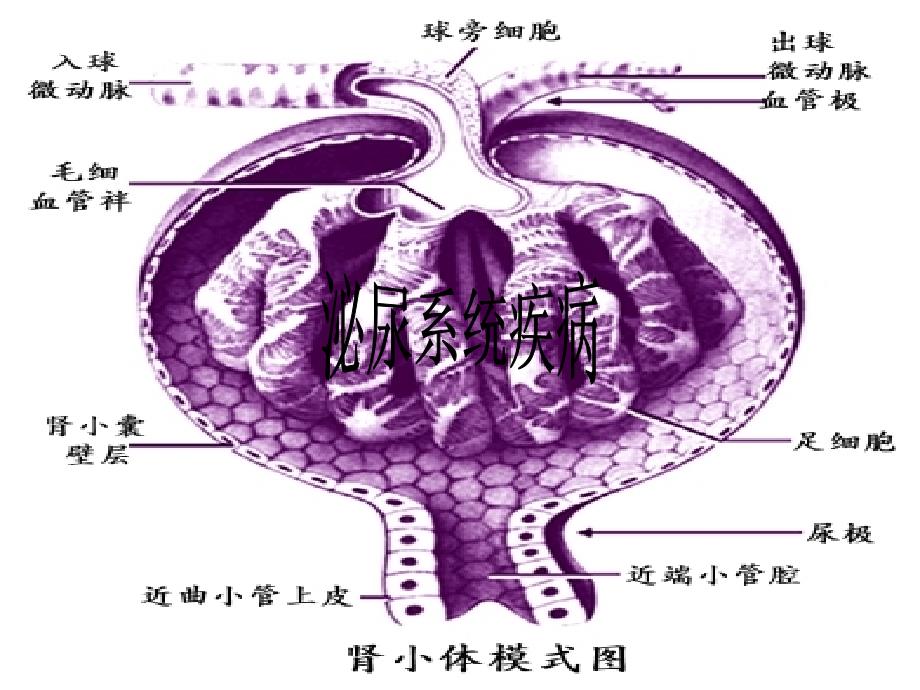 泌尿系统疾病chen培训资料_第1页