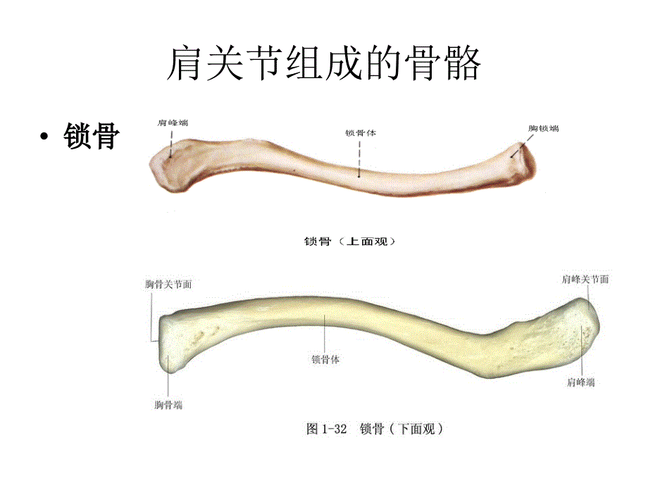 肩关节功能解剖及检查课件_第3页