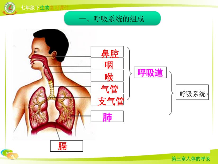 第三章复习课件《人体的呼吸》_第3页