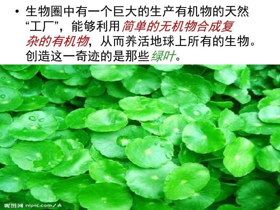 绿色植物是生物圈中有机物的制造者课件_第5页