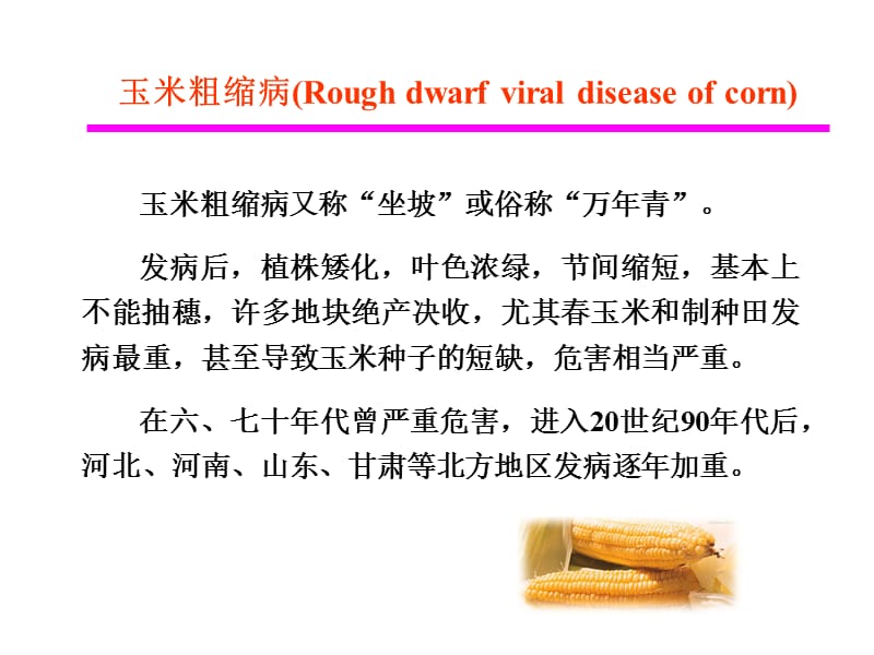 玉米粗缩病Roughdwarfviraldiseaseofcorn复习课程_第1页