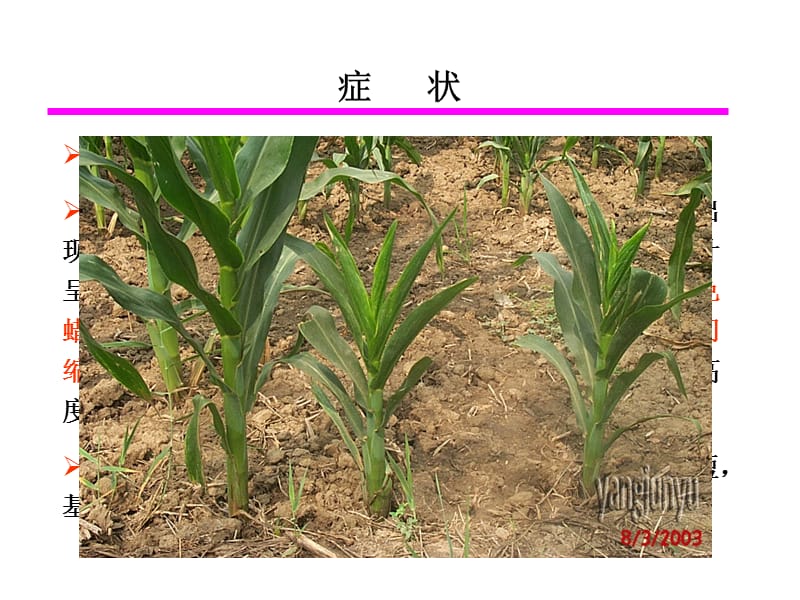 玉米粗缩病Roughdwarfviraldiseaseofcorn复习课程_第2页