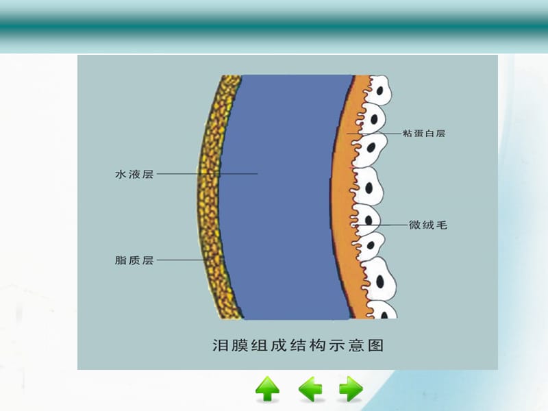 干眼症PPT课件[共22页]_第4页