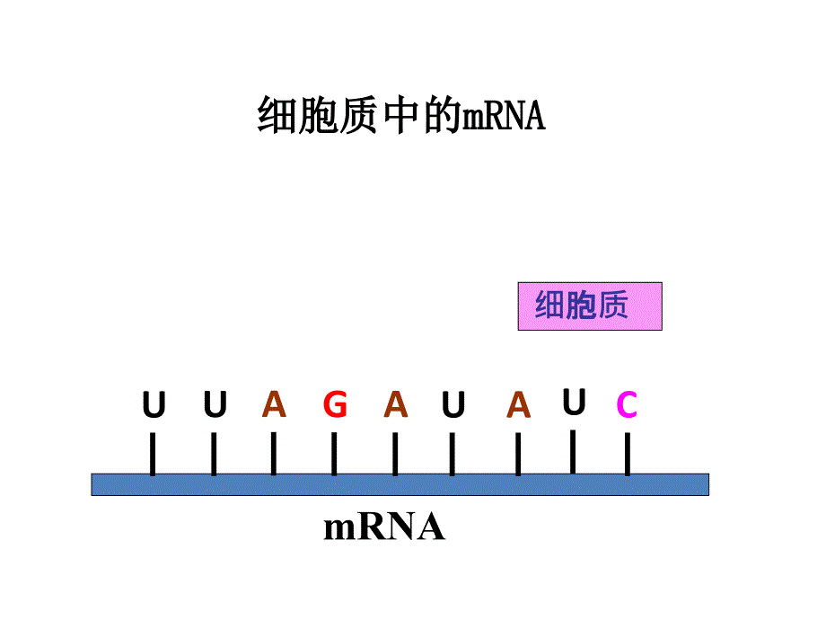 遗传信息的传递复习课件_第4页