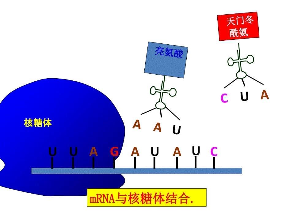 遗传信息的传递复习课件_第5页