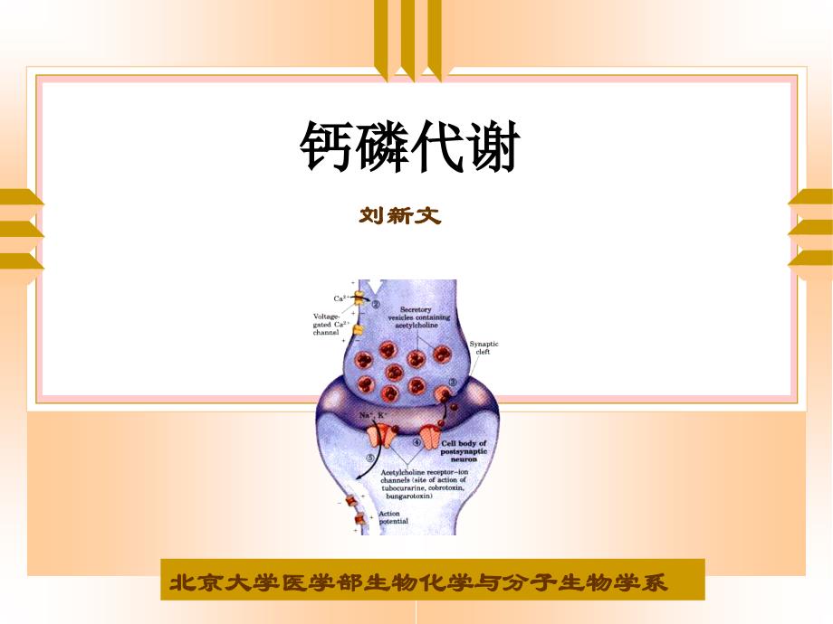 钙磷代谢紊乱的分子学基础[共4页]_第1页