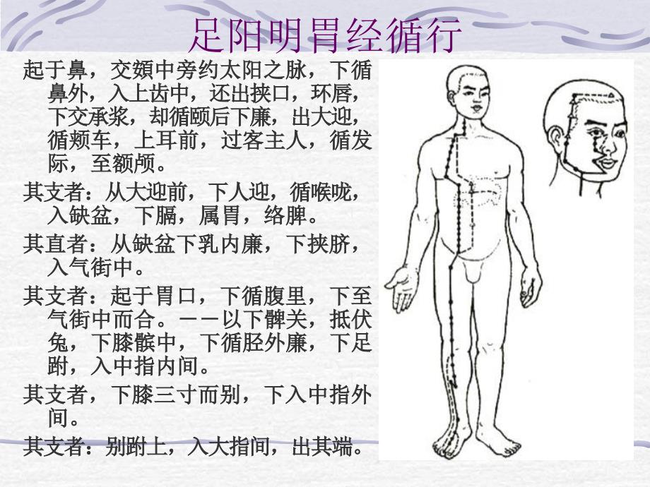 足阳明胃经theStomatchMeridianofFootYangmingST说课材料_第2页