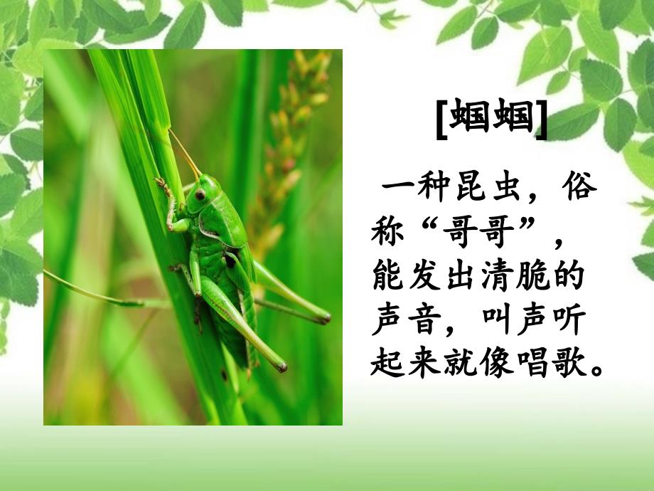 送给盲婆婆的蝈蝈（PPT） 课件_第1页