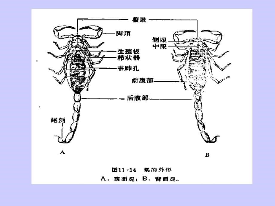 蛛形纲分类备课讲稿_第5页