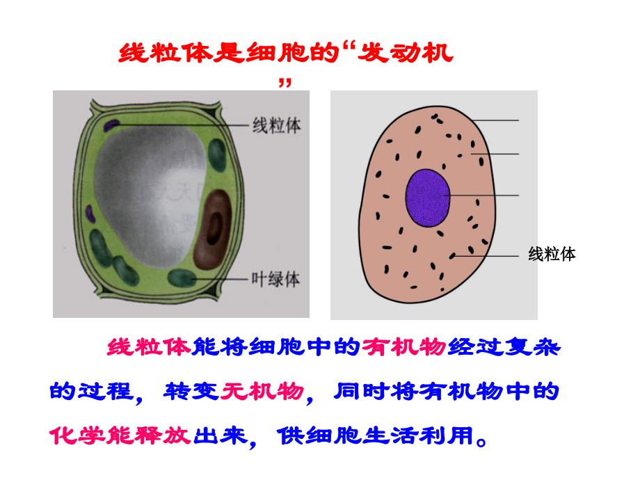 三细胞质中有能量转换器复习课程_第4页