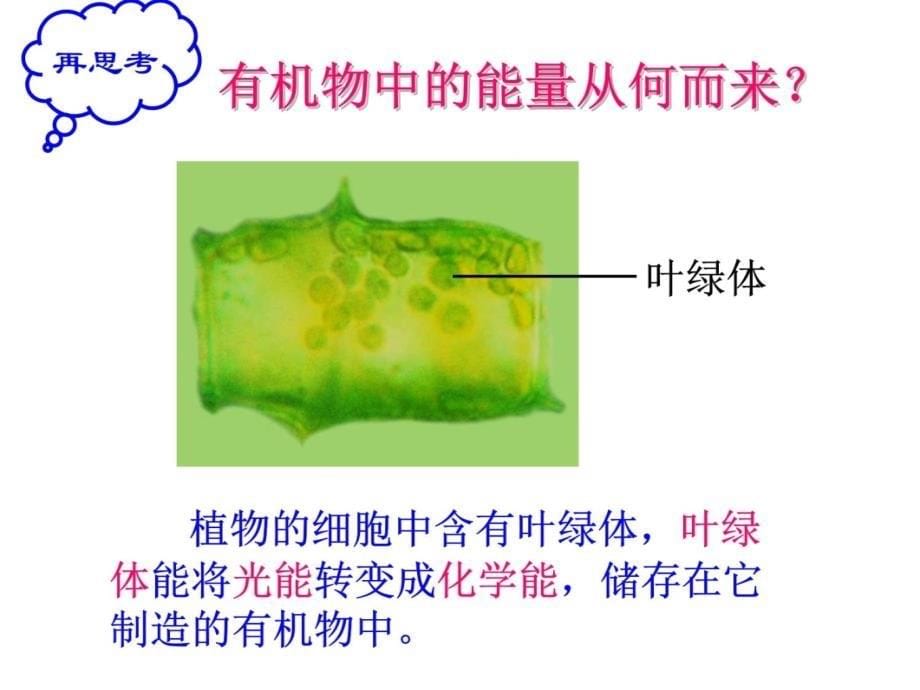 三细胞质中有能量转换器复习课程_第5页