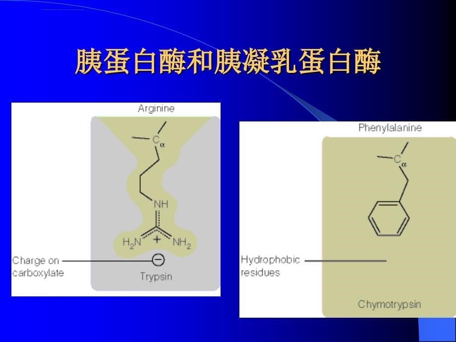 酶的作用机制与酶的调节课件_第5页