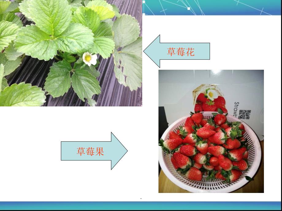 草莓种植培训资料ppt课件_第4页