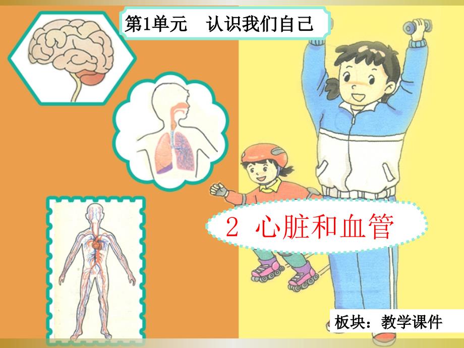 湘教五年级上12心脏和血管13_第1页