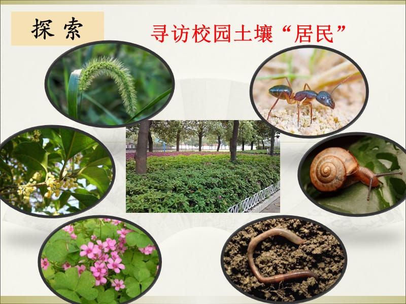 小学科学教科版二年级上册第一单元《2.土壤——动植物的乐园》课件_第5页