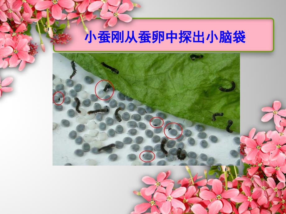 小学科学实验的PPT_第3页