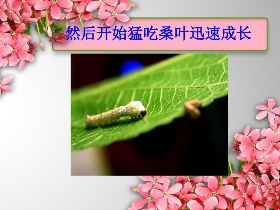 小学科学实验的PPT_第5页