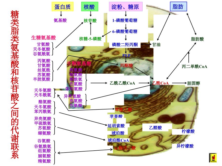 代谢调控说课讲解_第4页