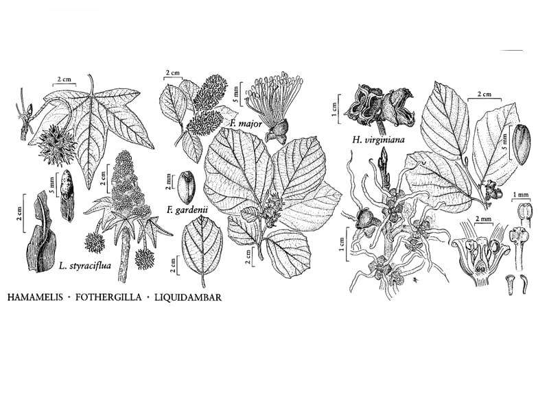 高中生物竞赛植物分类_课件_第3页