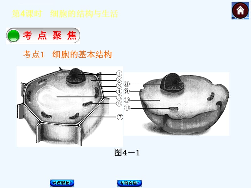 2015中考生物复习课件第4课时　细胞的结构与生活_第2页