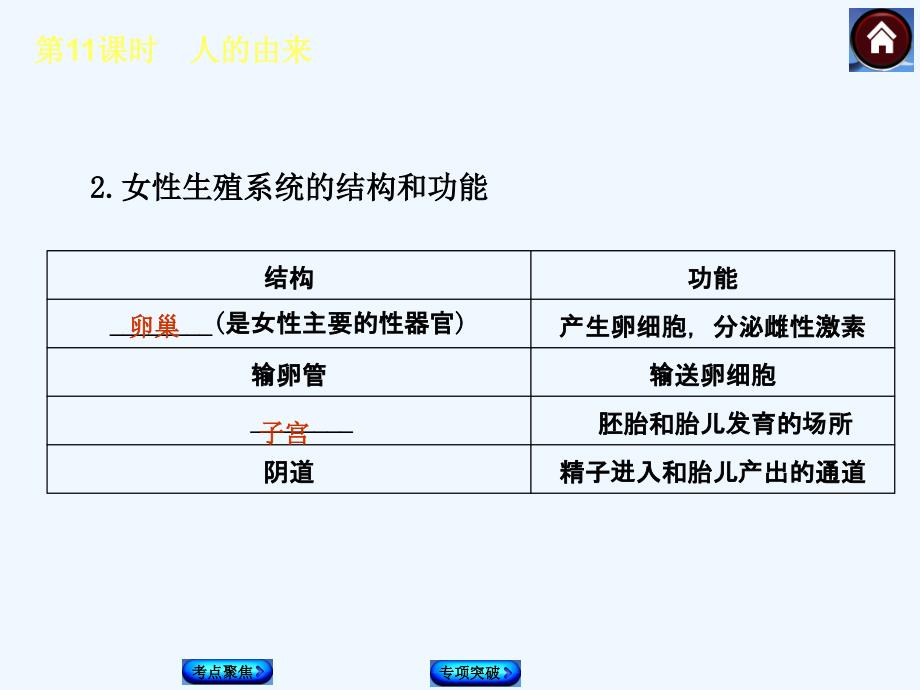 2015中考生物复习课件第11课时　人的由来_第4页