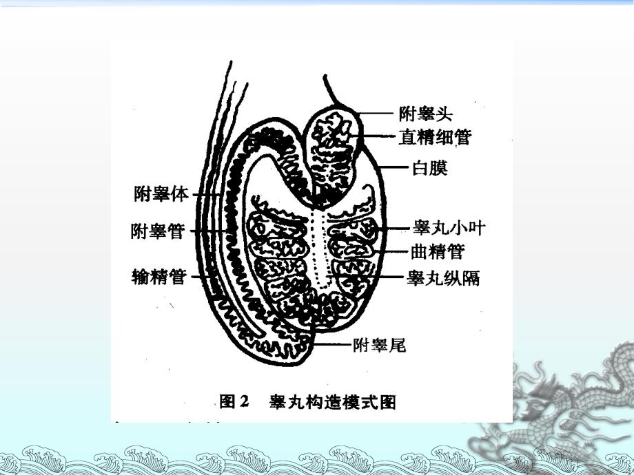 羊的人工授精技术PPT_第4页