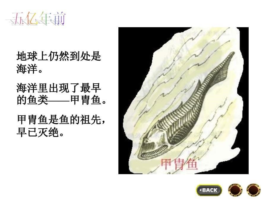 六年级上册科学课件7谁选择了它们教科36_第5页