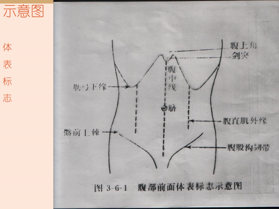 腹部体格检查39036_第4页