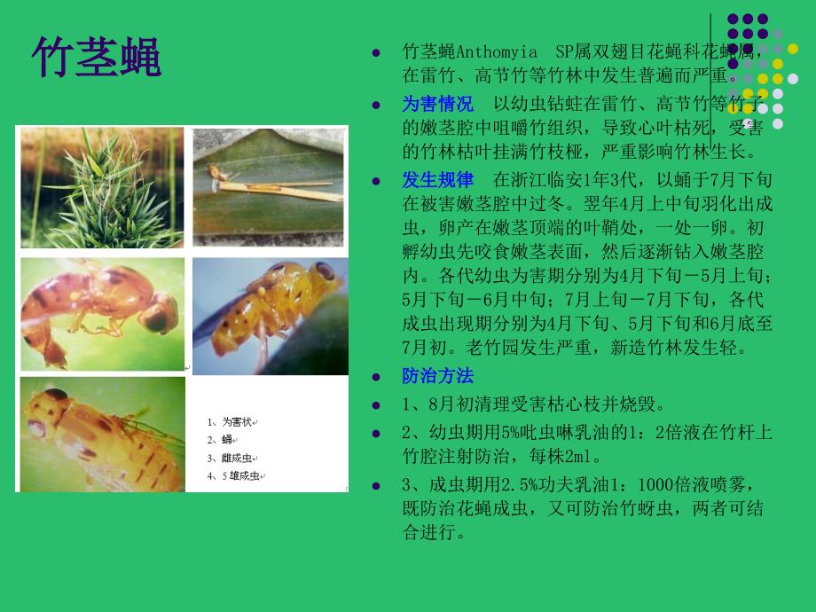 竹子病虫害的识别与防治PPT_第3页