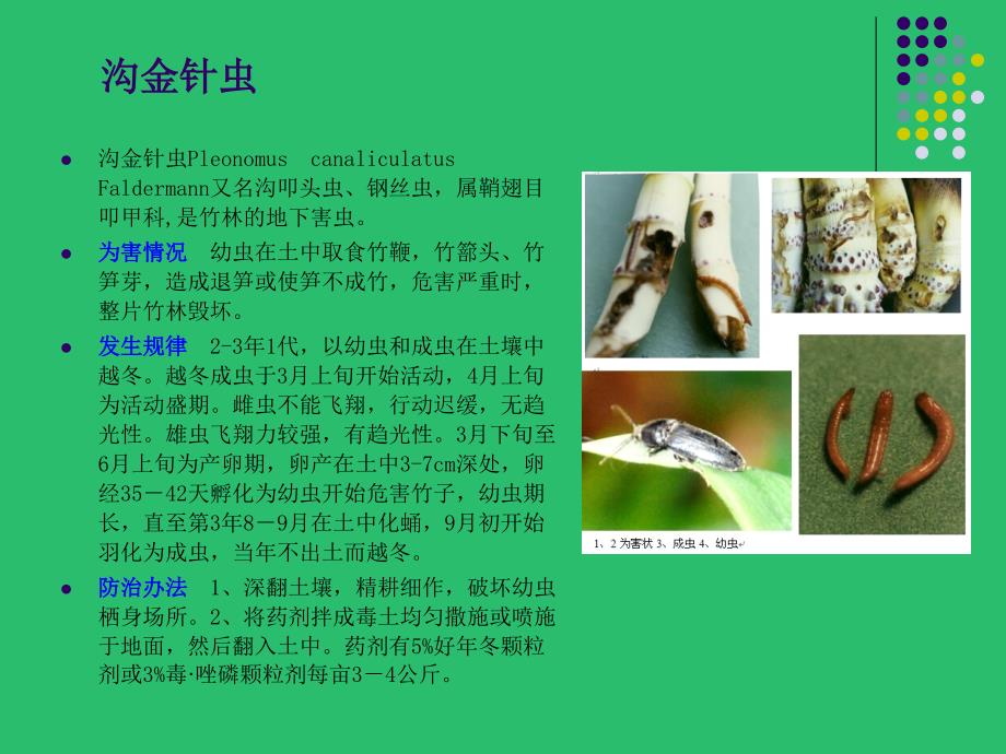 竹子病虫害的识别与防治PPT_第4页