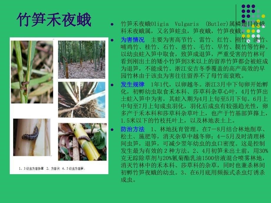 竹子病虫害的识别与防治PPT_第5页