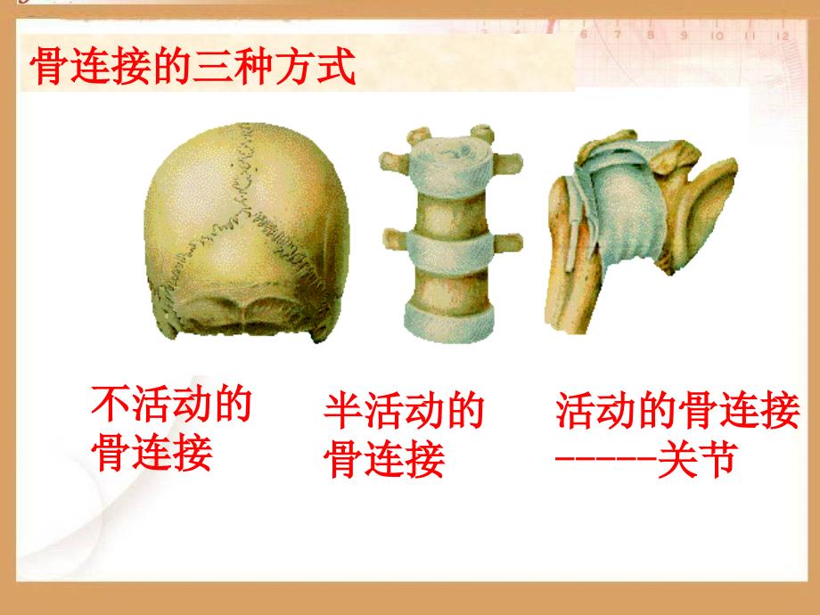 苏教版四年级科学下册章节件讲解材料_第3页