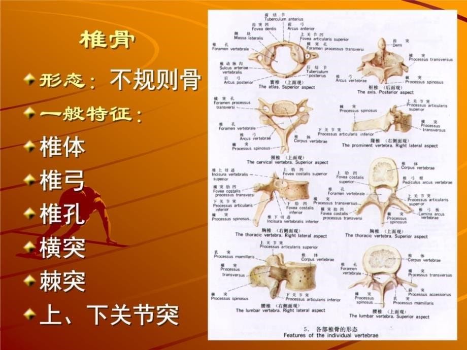 实验三观察躯干骨与头骨备课讲稿_第5页