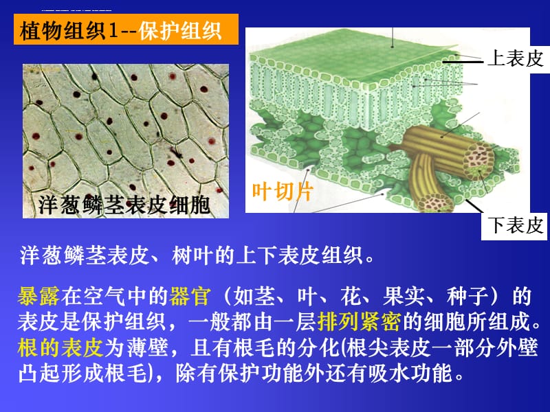 《 组织器官和系统》课件_第3页