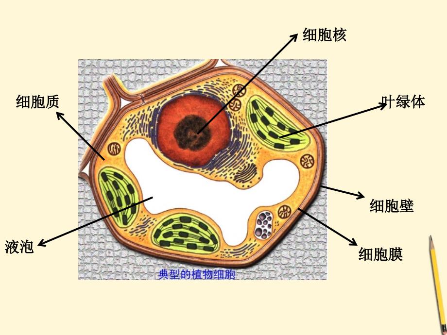 六年级下册科学课件1.6用显微镜观察身边的生命世界二教科13_第2页