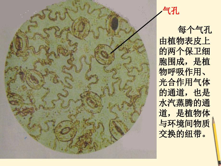 六年级下册科学课件1.6用显微镜观察身边的生命世界二教科13_第4页